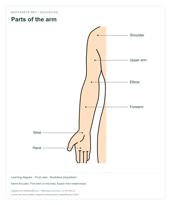 Parts of the arm: labelled diagram of Shoulder, Upper arm, Elbow, Forearm, Wrist, Hand