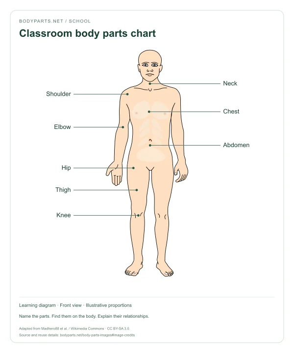 Classroom body parts chart: labelled diagram of Neck, Shoulder, Chest, Elbow, Abdomen, Hip, Thigh, Knee