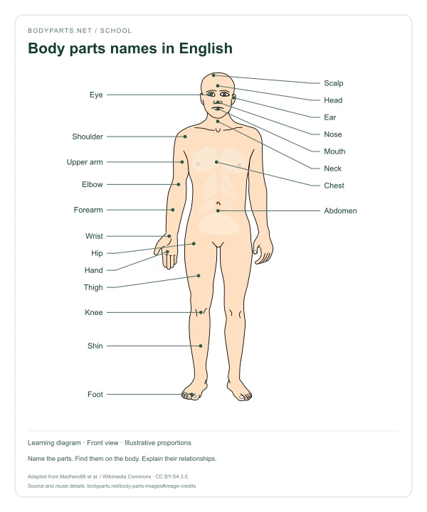 Body parts names in English: labelled diagram of Head, Scalp, Eye, Ear, Nose, Mouth, Neck, Shoulder, Chest, Upper arm, Elbow, Forearm, Wrist, Hand, Abdomen, Hip, Thigh, Knee, Shin, Foot