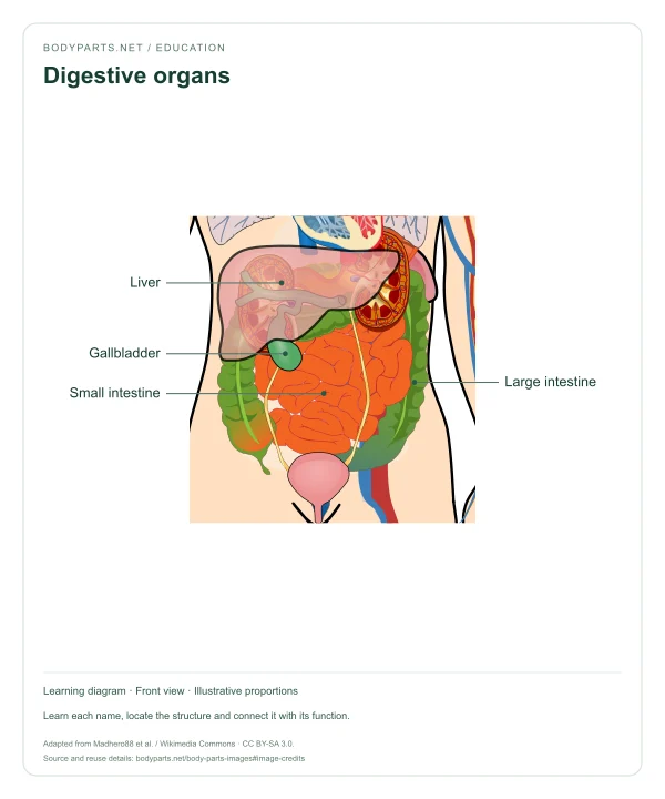 Digestive organs: labelled diagram of Liver, Gallbladder, Small intestine, Large intestine