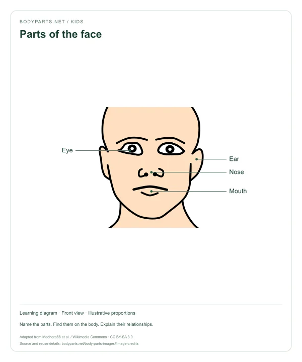 Parts of the face: labelled diagram of Eye, Ear, Nose, Mouth