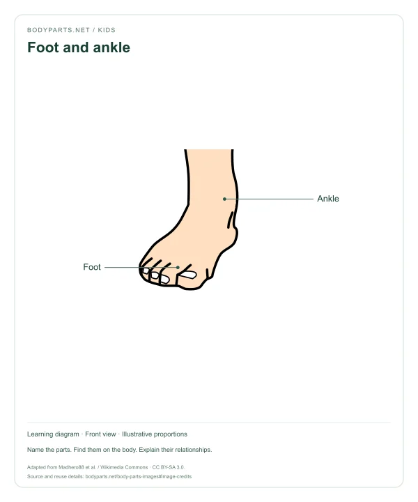 Foot and ankle: labelled diagram of Ankle, Foot