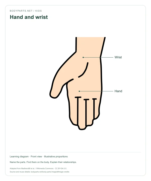 Hand and wrist: labelled diagram of Wrist, Hand