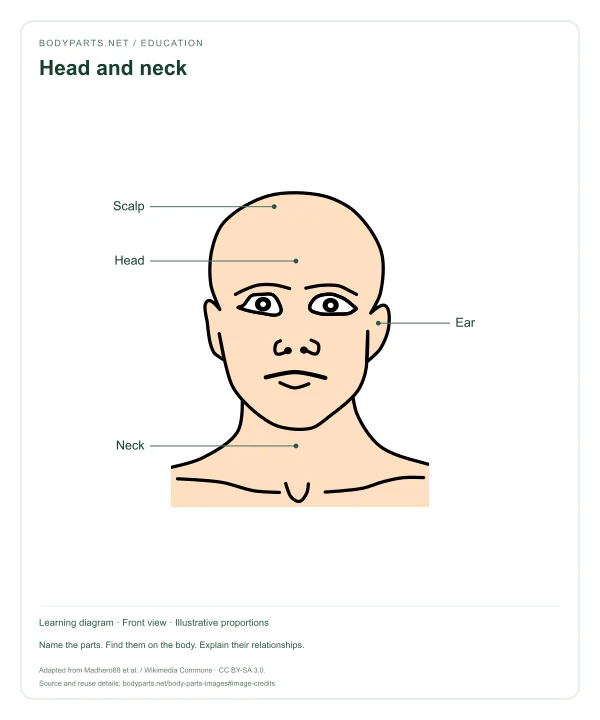 Head and neck: labelled diagram of Head, Scalp, Ear, Neck