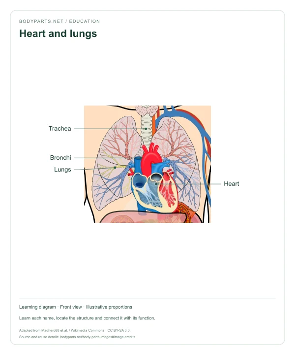 Heart and lungs: labelled diagram of Trachea, Bronchi, Lungs, Heart