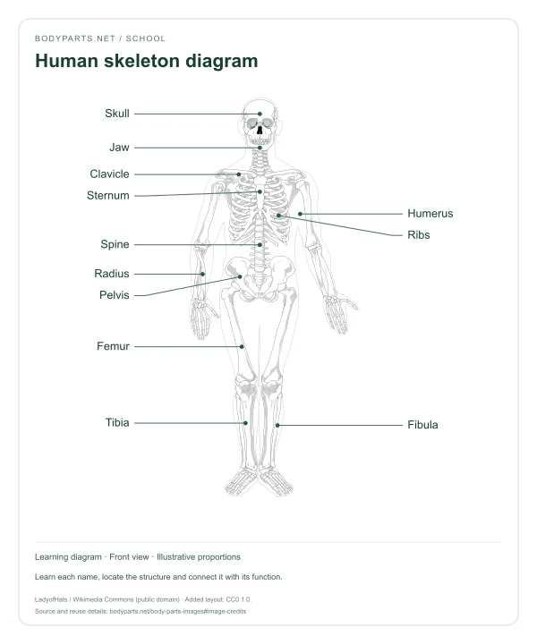 Human skeleton diagram: labelled diagram of Skull, Jaw, Clavicle, Sternum, Ribs, Spine, Humerus, Radius, Pelvis, Femur, Tibia, Fibula