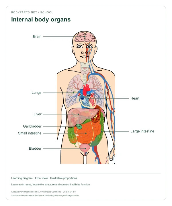 Internal body organs: labelled diagram of Brain, Lungs, Heart, Liver, Gallbladder, Small intestine, Large intestine, Bladder