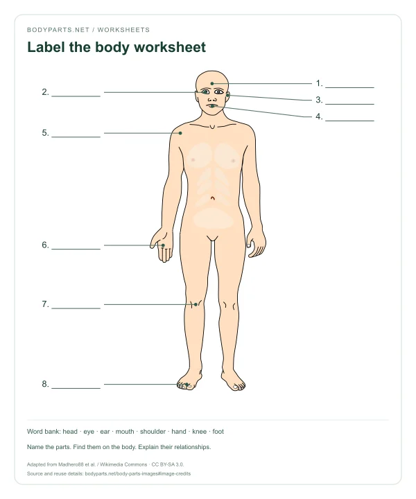 Label the body worksheet: numbered worksheet for Head, Eye, Ear, Mouth, Shoulder, Hand, Knee, Foot