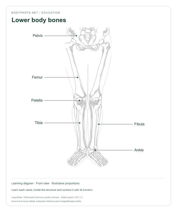 Lower body bones: labelled diagram of Pelvis, Femur, Patella, Tibia, Fibula, Ankle