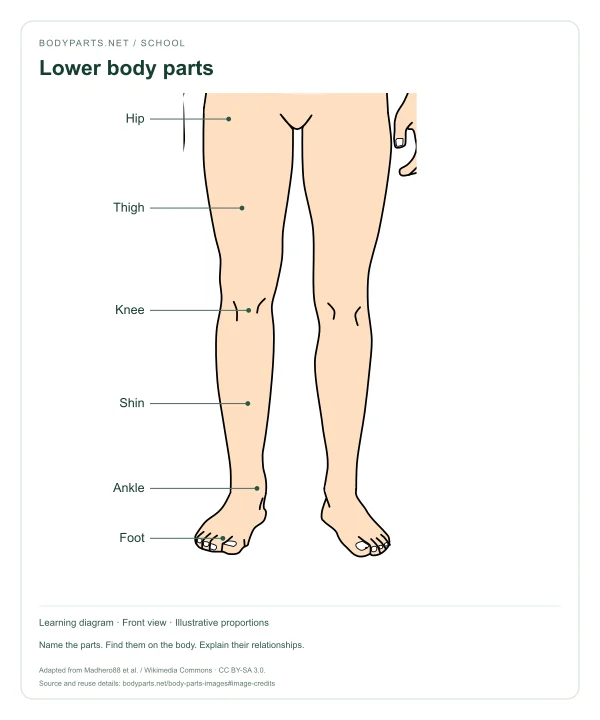 Lower body parts: labelled diagram of Hip, Thigh, Knee, Shin, Ankle, Foot