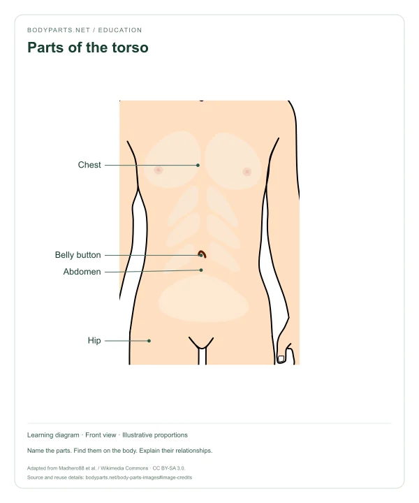 Parts of the torso: labelled diagram of Chest, Abdomen, Belly button, Hip