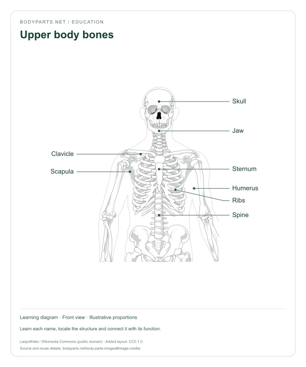 Upper body bones: labelled diagram of Skull, Jaw, Clavicle, Scapula, Sternum, Ribs, Humerus, Spine