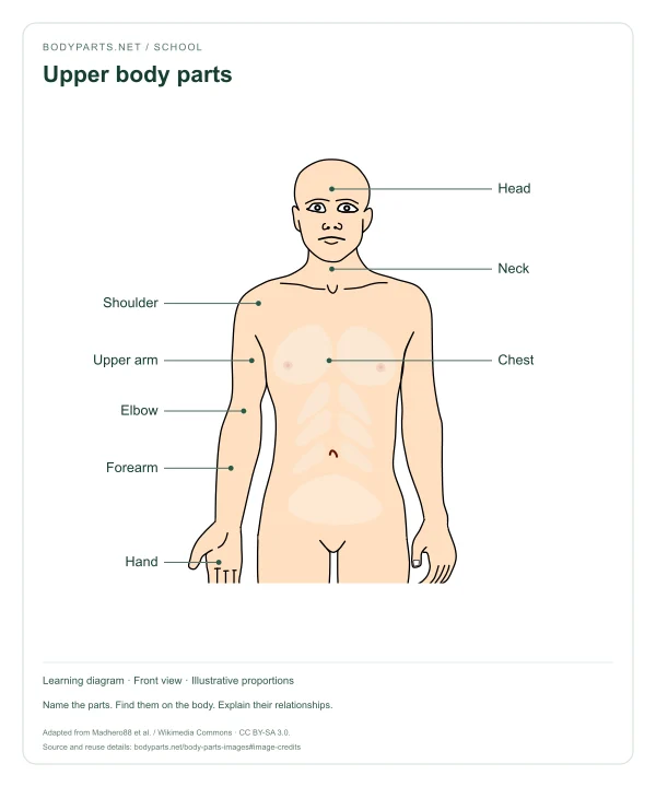 Upper body parts: labelled diagram of Head, Neck, Shoulder, Chest, Upper arm, Elbow, Forearm, Hand
